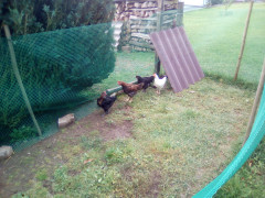 Hühnerprojekt